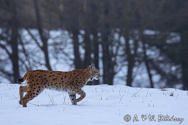 Ryś, Lynx lynx