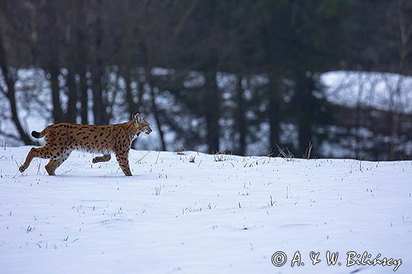 Ryś, Lynx lynx