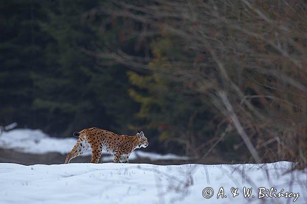 Ryś, Lynx lynx