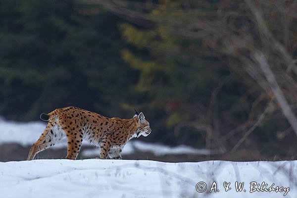 Ryś, Lynx lynx