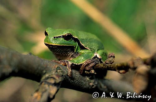 Rzekotka drzewna, Hyla arborea