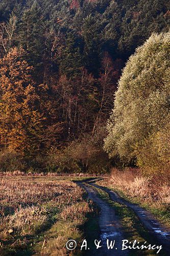 droga nad rzeką San koło Temeszowa, Pogórze Dynowskie