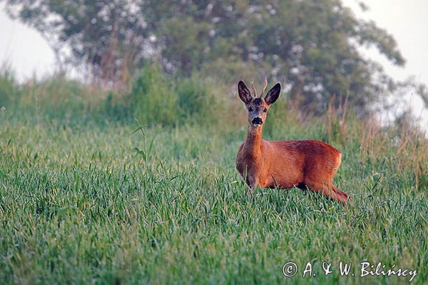 sarna, Capreolus capreolus, koziołek