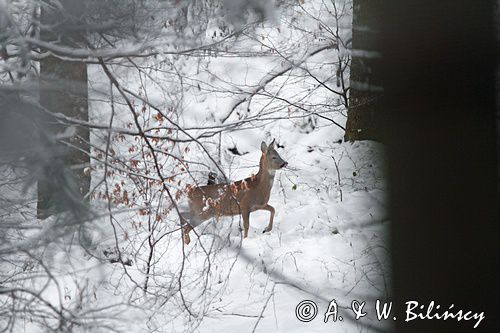 Sarna, sarna europejska, Capreolus capreolus, samica