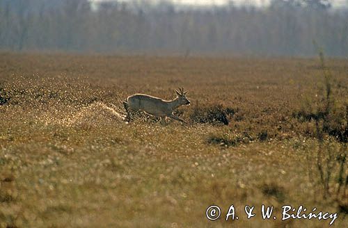 sarna koziołek samiec kozioł biegnący