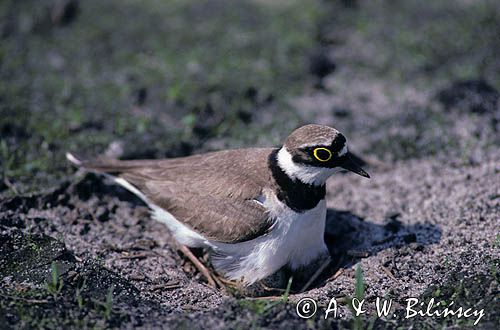 sieweczka rzeczna, CHARADRIUS DUBIUS
