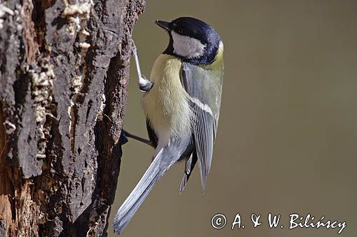 sikora bogatka Parus major