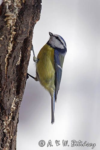sikora modra, modraszka parus caeruleus