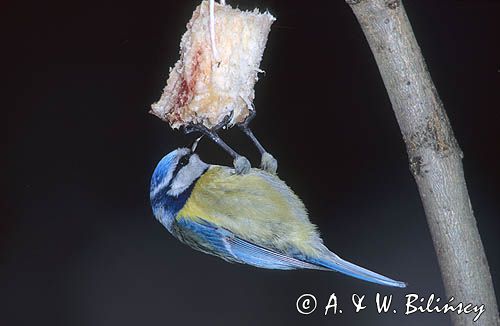sikora modra na słonince, Cyanistes caeruleus,Parus caeruleusparus, Modraszka
