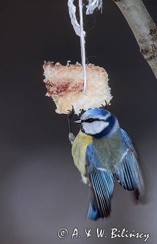 sikora modra na słonince, Cyanistes caeruleus,Parus caeruleusparus, Modraszka