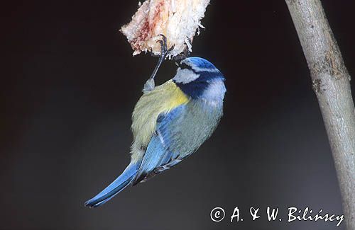 sikora modra na słonince, Cyanistes caeruleus,Parus caeruleusparus, Modraszka