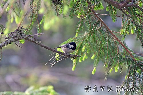 sikora sosnówka Parus ater