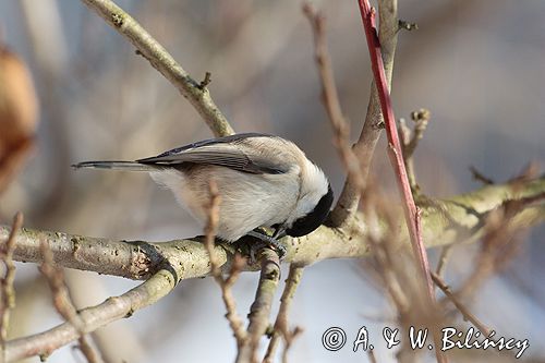 sikora uboga, parus