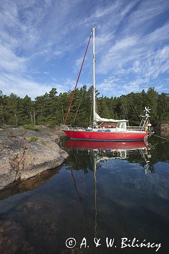 Safran, trismus 37 w naturalnej przystani, Sjalglo Udden, Archipelag Turku, Szkiery Fińskie, Finlandia