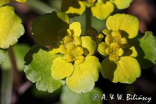 Śledziennica skrętolistna, Chrysosplenium alternifolium