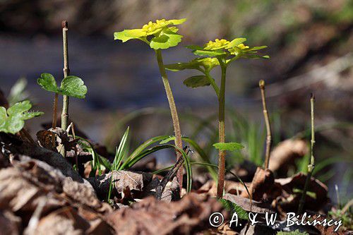 Śledziennica skrętolistna, Chrysosplenium alternifolium