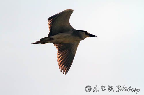 Ślepowron, Nycticorax nycticorax, rzeka Wisła, szlak wodny Wisły, okolice Smolic i Mętowa