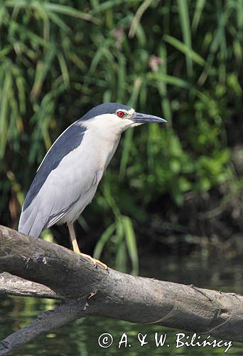 Ślepowron, Nycticorax nycticorax, rzeka Wisła, szlak wodny Wisły, okolice Smolic i Mętowa