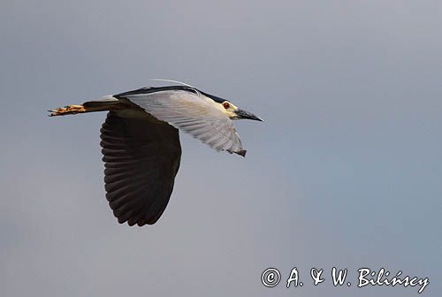 Ślepowron, Nycticorax nycticorax, rzeka Wisła, szlak wodny Wisły, okolice Smolic i Mętowa