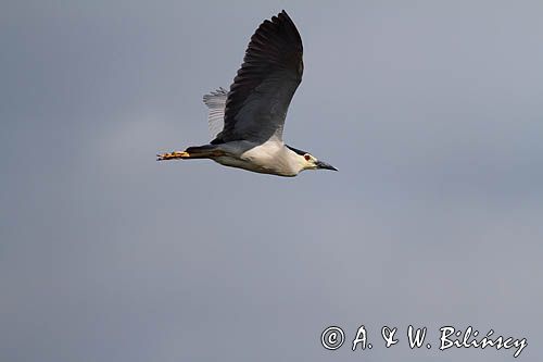 Ślepowron, Nycticorax nycticorax, rzeka Wisła, szlak wodny Wisły, okolice Smolic i Mętowa