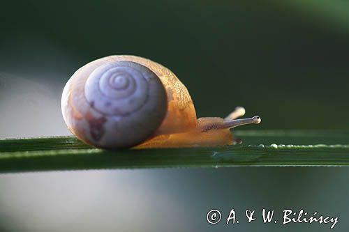 ślimak szklarka Oxychilus sp tereny opuszczonej wsi Tworylne, Park Karjobrazowy Doliny Sanu, Bieszczady