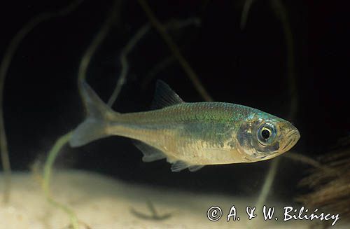 słonecznica Osmerus eperlanus)