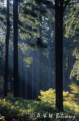 Śnieżnicki Park Krajobrazowy, las w Górach Złotych