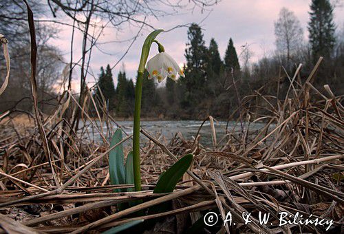 śnieżyca wiosenna, Leucoium vernum, zwana także gładyszkiem