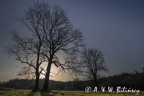 Drzewa, Sokołowa Wola, Bieszczady