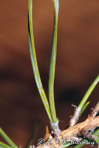 Pinus sylvestris, sosna zwyczajna, sosna pospolita, igły