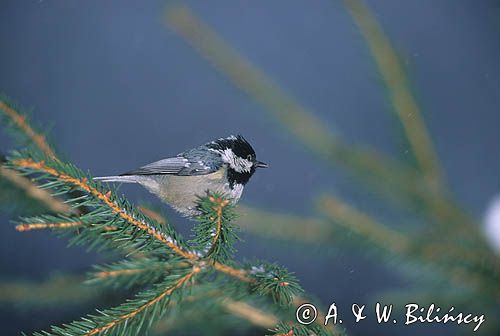 Sosnówka, sikora sosnówka, Periparus ater syn. Parus ater