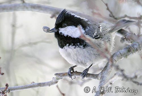 Sosnówka, sikora sosnówka, Periparus ater, Parus ater