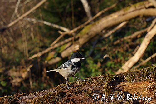 Sosnówka, sikora sosnówka, Periparus ater