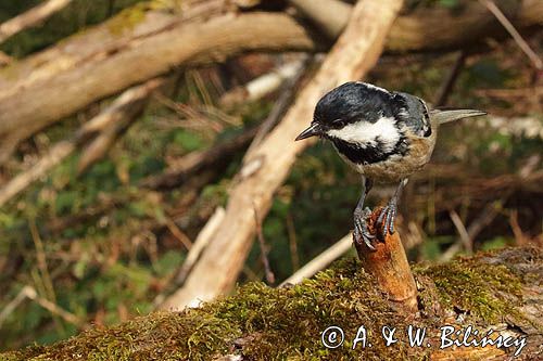 Sosnówka, sikora sosnówka, Periparus ater, Parus ater
