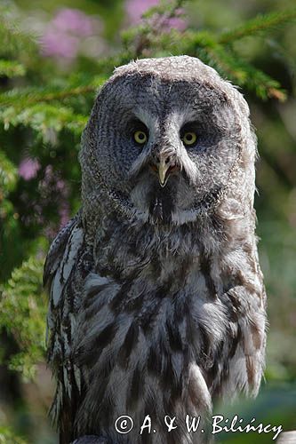 Sowa mszarna, Puszczyk mszarny, Strix nebulosa