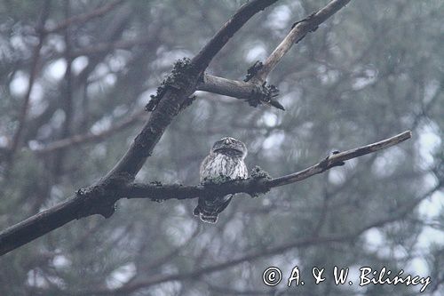 Sóweczka zwyczajna, sóweczka, Glaucidium passerinum