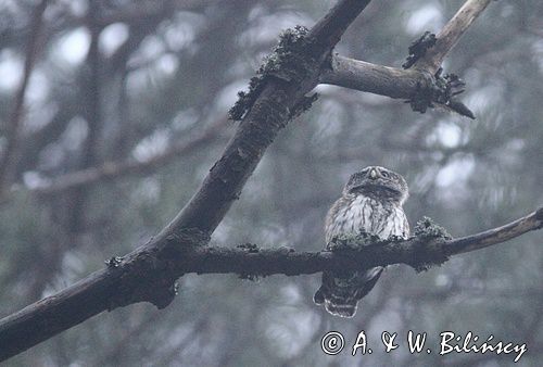 Sóweczka zwyczajna, sóweczka, Glaucidium passerinum