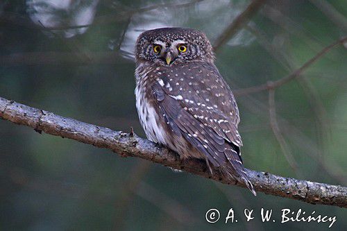 Sóweczka zwyczajna, sóweczka, Glaucidium passerinum