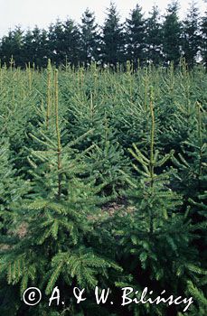 szkółka świerków - plantacja choinek