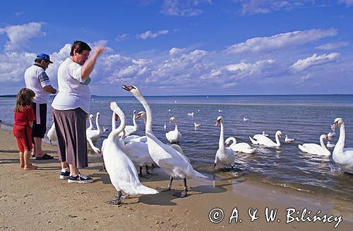 Łabędzie na plaży w Świnoujściu