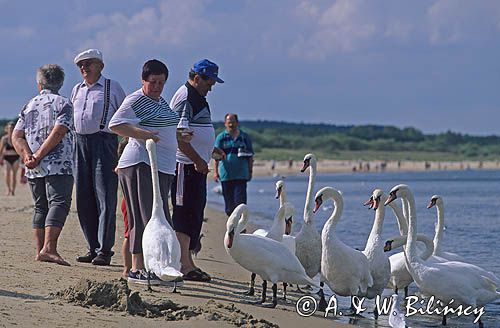Łabędzie na plaży w Świnoujściu