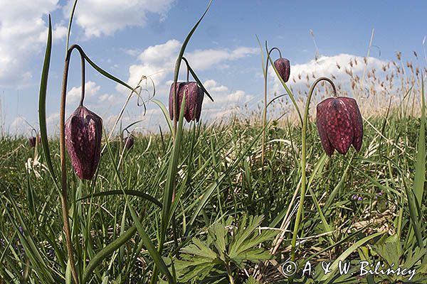 Szachownica kostkowata Fritillaria meleagris