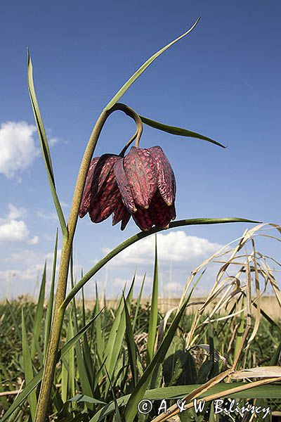 Szachownica kostkowata Fritillaria meleagris