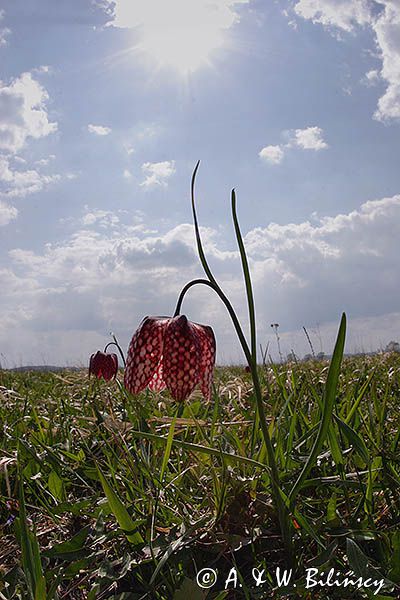 Szachownica kostkowata Fritillaria meleagris