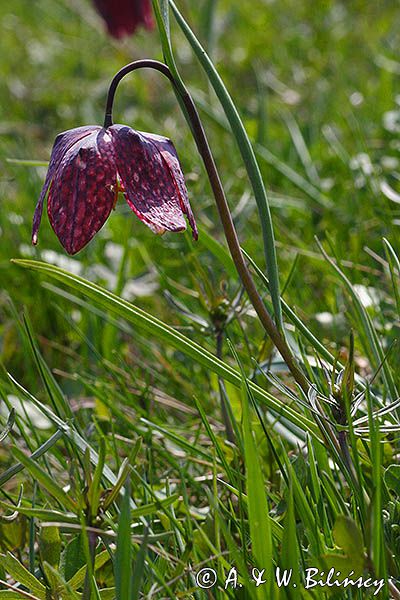 Szachownica kostkowata Fritillaria meleagris