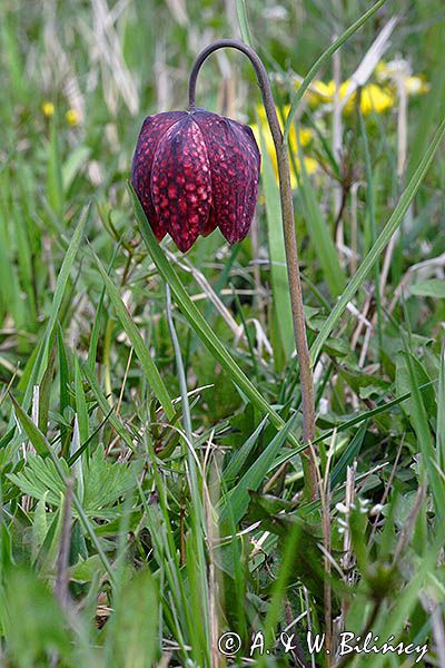 Szachownica kostkowata Fritillaria meleagris