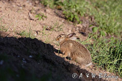 zając szarak Lepus europaeus