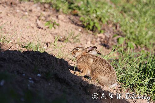 zając szarak Lepus europaeus