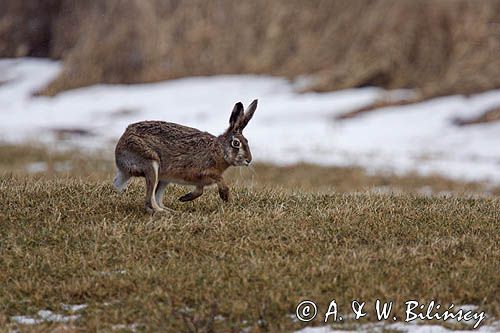 zając szarak Lepus europaeus