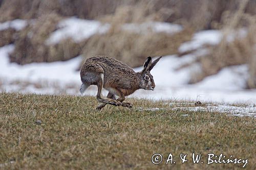 zając szarak Lepus europaeus